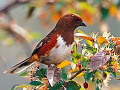 Female Rufous-sided Towhee